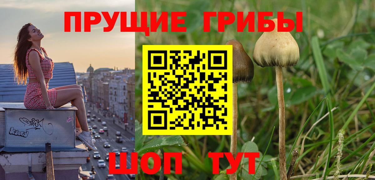 Галлюциногенные грибы Magic Shrooms  Псилоцибиновые грибы Psilocybe  Вход с VPN  Вологда 